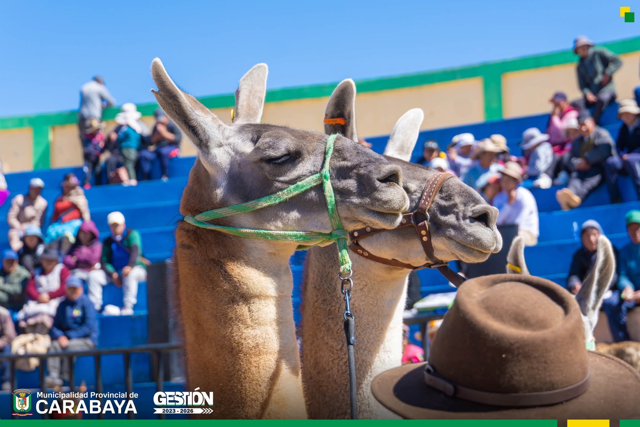 Fibra de Alpaca